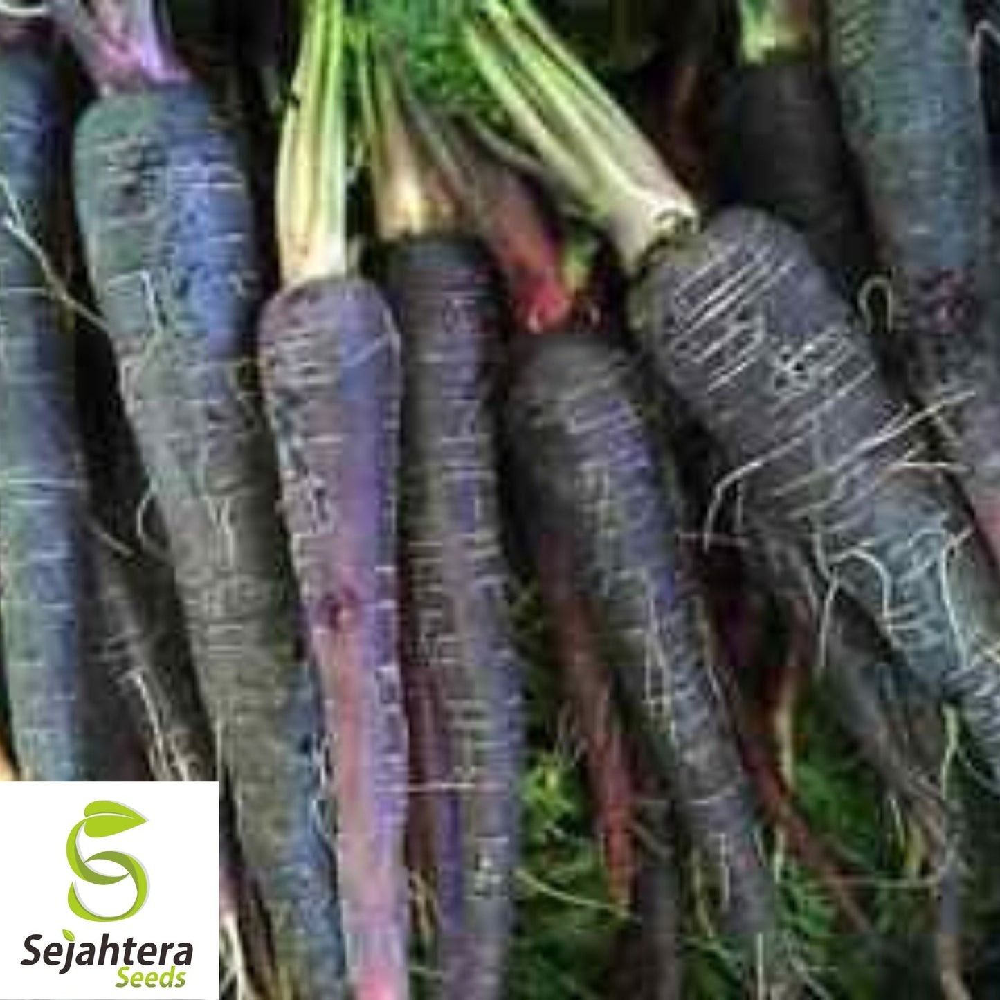 150+ Black Nebula Carrot Seeds - Non-GMO, Heirloom & Nutrient-Rich Variety