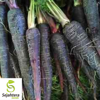 150+ Black Nebula Carrot Seeds - Non-GMO, Heirloom & Nutrient-Rich Variety