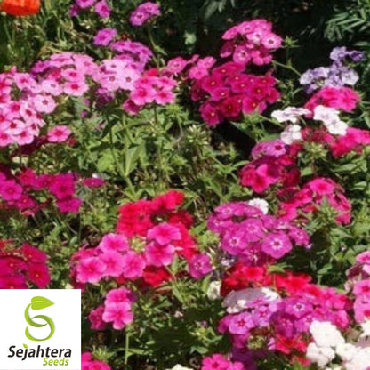 Phlox Red Drummond Flower Seeds 100+ | Fragrant Heirloom Annual NON-GMO