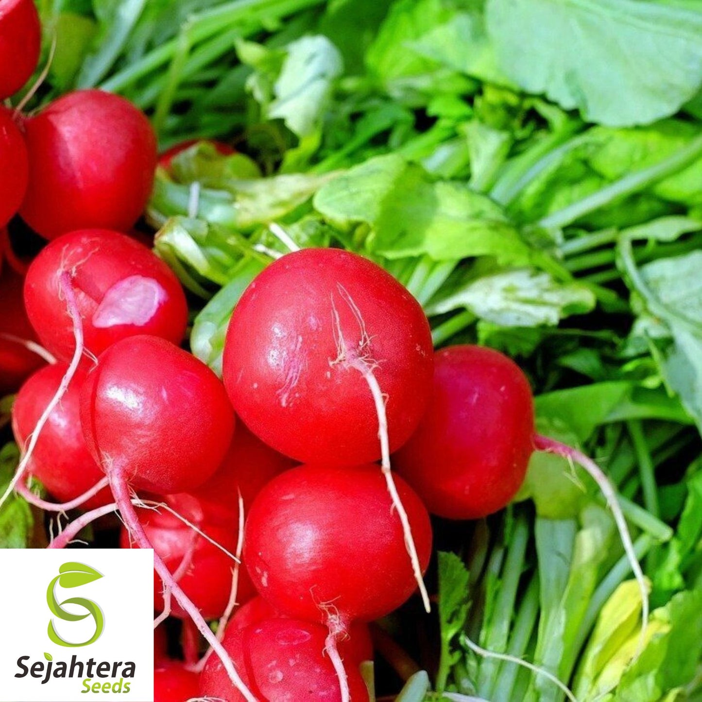 Cherry Belle Radish Seeds - 50+ Heirloom, Organic, Non-GMO & Fast-Growing