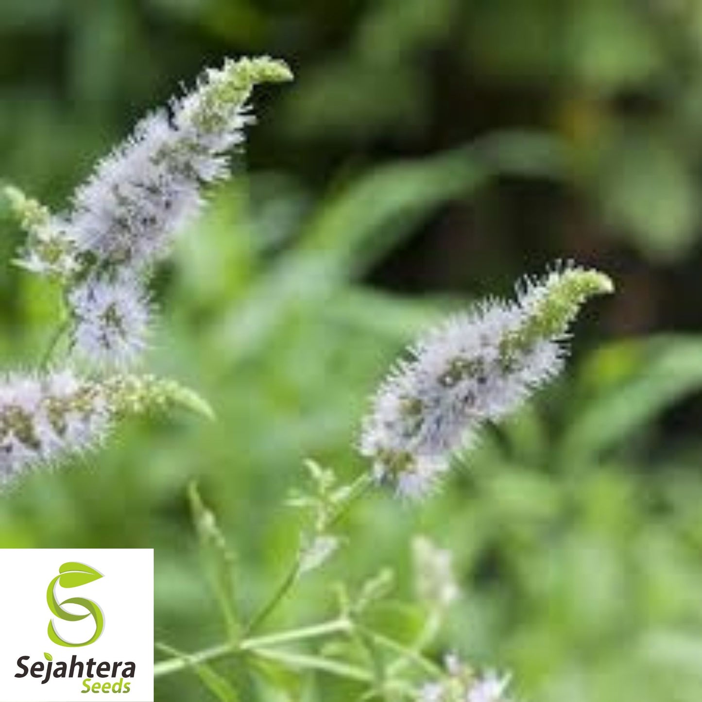 Culinary Spearmint Seeds {Mentha spicata} 200+ Seeds | Aromatic Herb