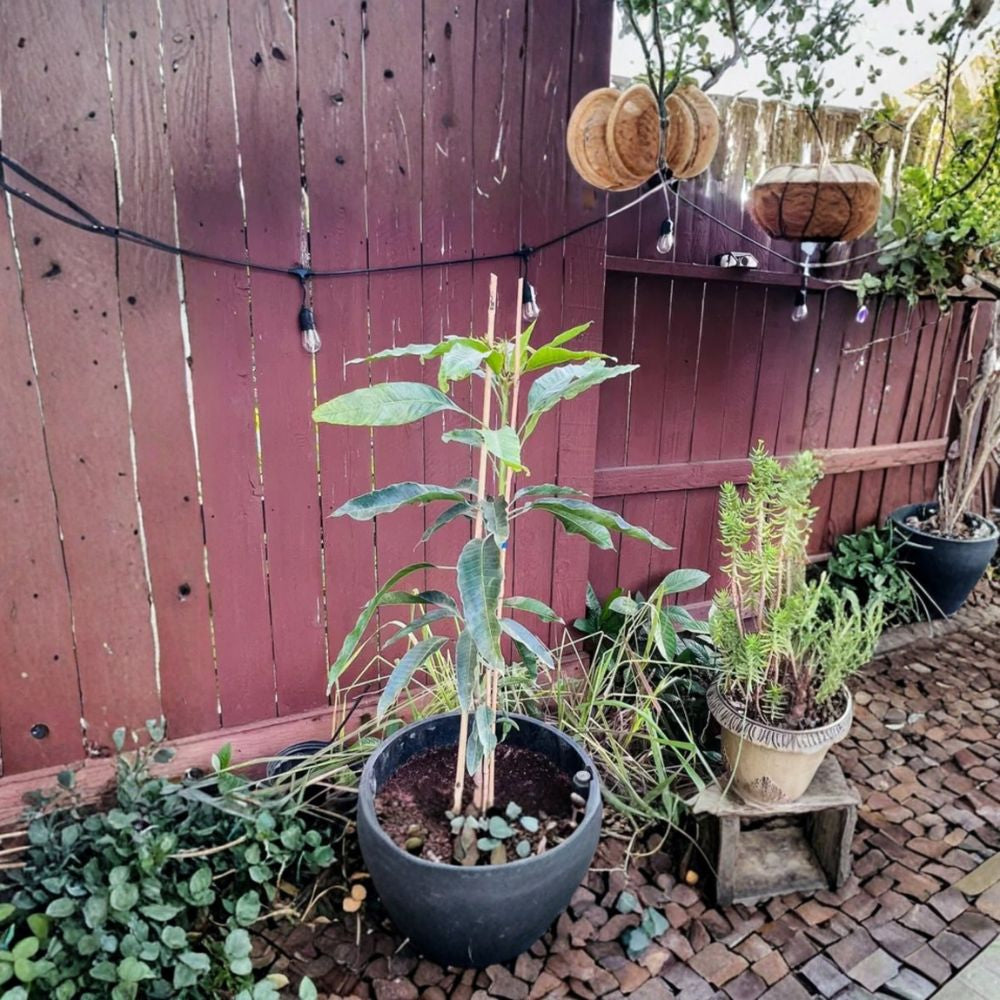 Tebow Mango Tree – Mangifera indica Grafted Live Tree | 3 Feet Tall | 3 Gallon Pot  Sweet & Flavorful | Compact Grower | Fast Fruiting