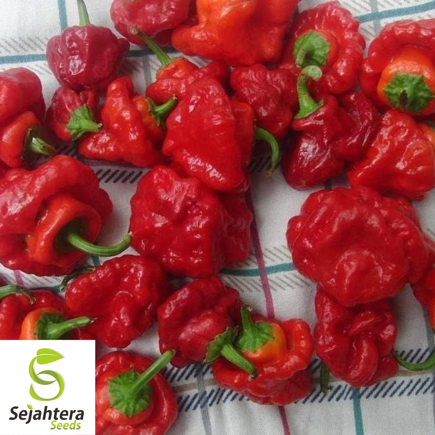 20 Jamaican Red Mushroom Pepper Seeds - Non-GMO, Spicy & Unique Variety