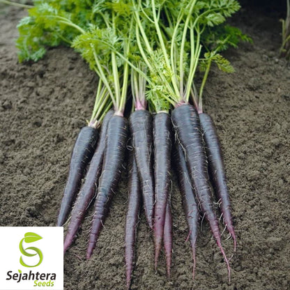 150+ Black Nebula Carrot Seeds - Non-GMO, Heirloom & Nutrient-Rich Variety