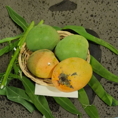 Tebow Mango Tree – Mangifera indica Grafted Live Tree | 3 Feet Tall | 3 Gallon Pot  Sweet & Flavorful | Compact Grower | Fast Fruiting