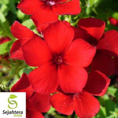 Phlox Red Drummond Flower Seeds 100+ | Fragrant Heirloom Annual NON-GMO