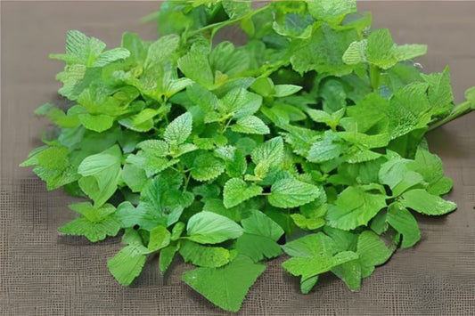 Organic Lemon Balm Seeds - 20 Hand Collected Seeds - Melissa officinalis Herbal Plant for Tea and Culinary Use