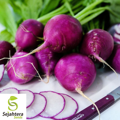 Purple Plum Radish Seeds 200 Ct | Heirloom NON-GMO Vegetable Garden USA