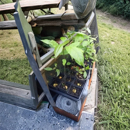 Live Avocado Plant – Persea americana  Live Avocado Fruit Tree | 1–2 Feet Tall Fuerte-Type Avocado • Heat Pack Included for Winter Shipping