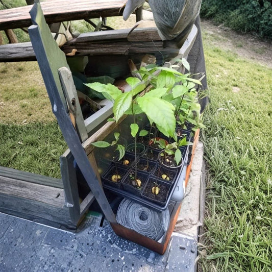 Live Avocado Plant – Persea americana  Live Avocado Fruit Tree | 1–2 Feet Tall Fuerte-Type Avocado • Heat Pack Included for Winter Shipping