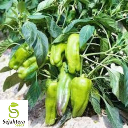 Cubanelle Pepper Seeds 50+ | Sweet Vegetable Garden NON-GMO USA
