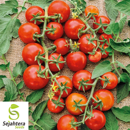 100+ Small Red Cherry Tomato Seeds - Non-GMO, Heirloom & Sweet Variety