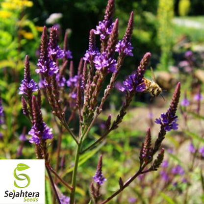 200+ Blue Vervain Seeds - Verbena Hastata, Perennial Medicinal Herb, Non-GMO