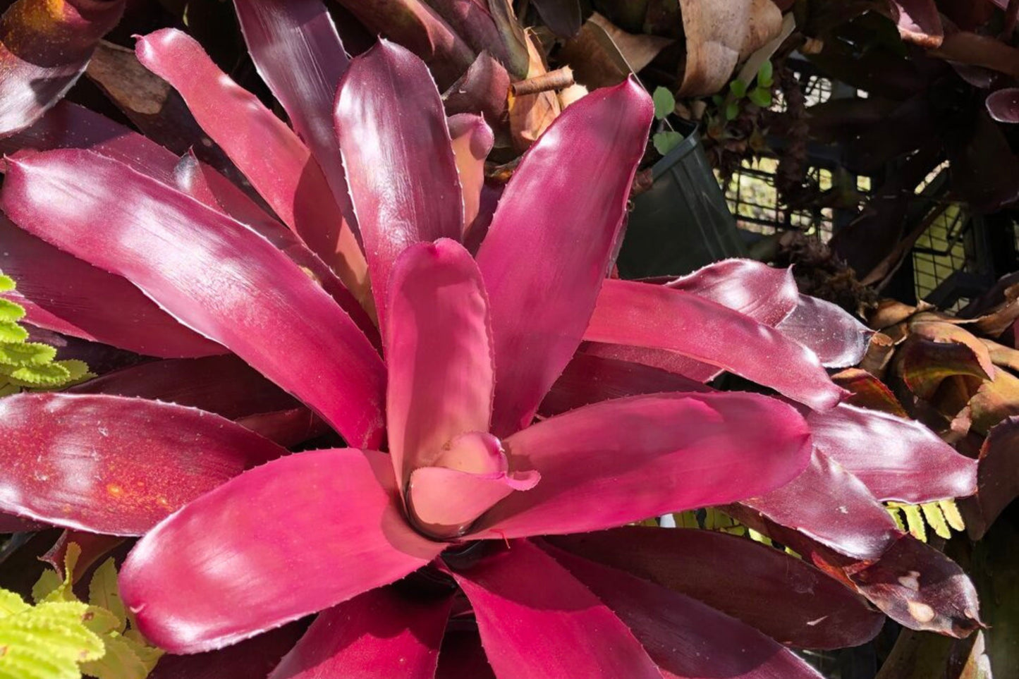 Neoregelia Elwood 6" Pot - Compact Dark Burgundy Bromeliad - Neoregelia (P.) - Perfect Groundcover for Landscapes