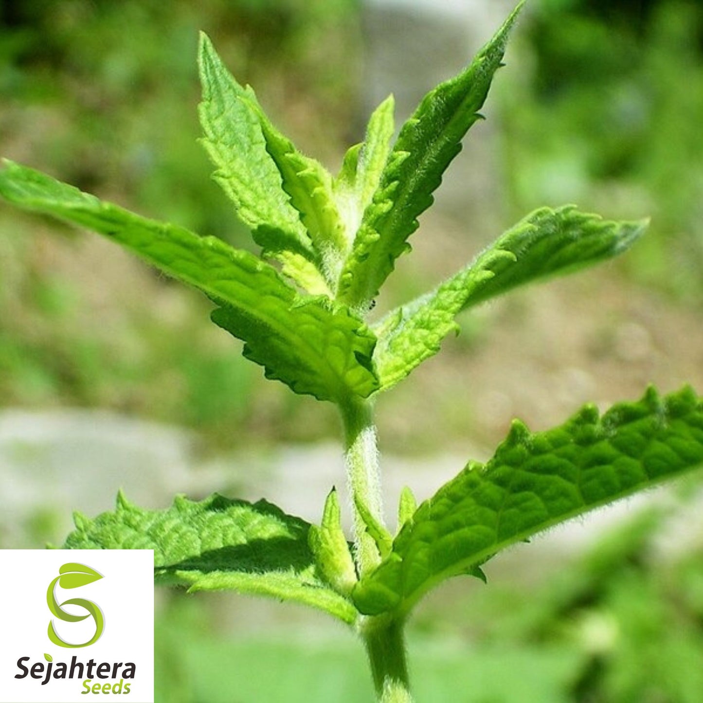 Culinary Spearmint Seeds {Mentha spicata} 200+ Seeds | Aromatic Herb