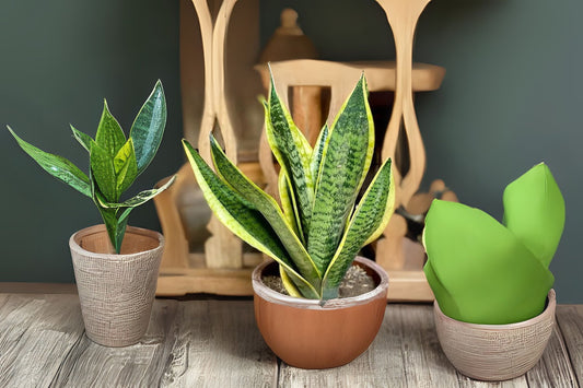 Snake Plant 6-Inch Pot Sansevieria Trifasciata Green Indoor Plant | Low-Maintenance Air-Purifying Houseplant