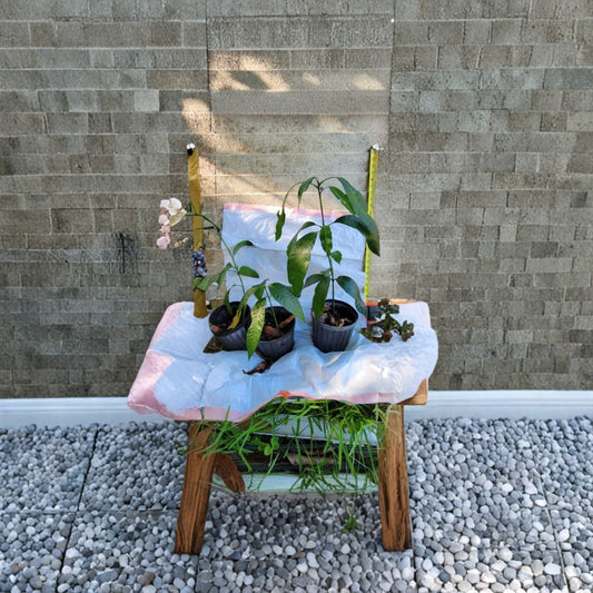 Haden Mango Tree – Mangifera indica Live Seedling | Bare Root | Tropical Fruit Starter  Classic Florida Variety | Fast Growing | Shipped USPS