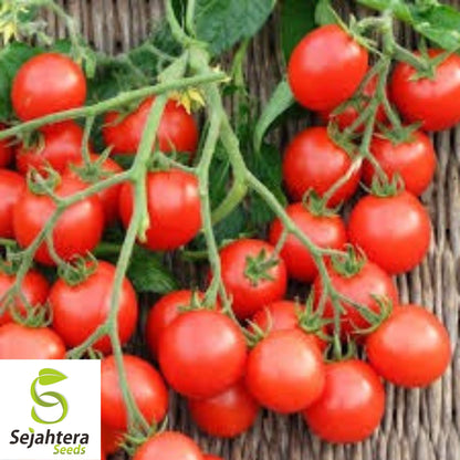 100+ Small Red Cherry Tomato Seeds - Non-GMO, Heirloom & Sweet Variety