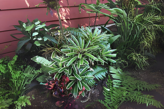 Neoregelia Plant 6" Chile Verde, Albomarginated Foliage, Salt Tolerant - Neoregelia spp. for Landscaping and Gardens