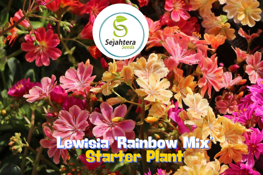 Lewisia ‘Rainbow Mix’ Hardy Succulent | Live Starter Plant for Rock Gardens
