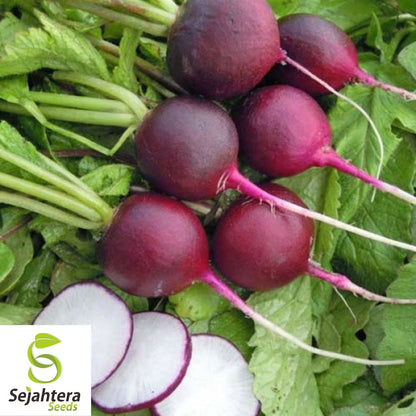 Purple Plum Radish Seeds 200 Ct | Heirloom NON-GMO Vegetable Garden USA