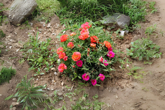 Moss Rose Plant - Live Succulent with Vibrant Pink Blooms - Portulaca Grandiflora - Low-Maintenance Groundcover for Sunny Spots