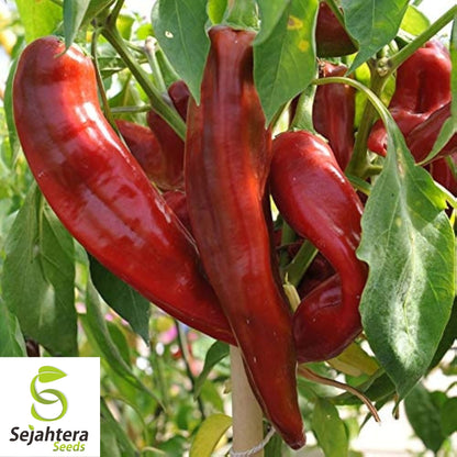 25+ Big Jim Hot Pepper Seeds - Heirloom, Capsicum Anuum, USA Vegetable