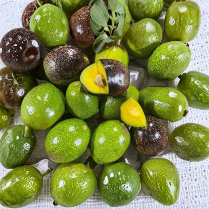 Live Avocado Plant – Persea americana  Live Avocado Fruit Tree | 1–2 Feet Tall Fuerte-Type Avocado • Heat Pack Included for Winter Shipping