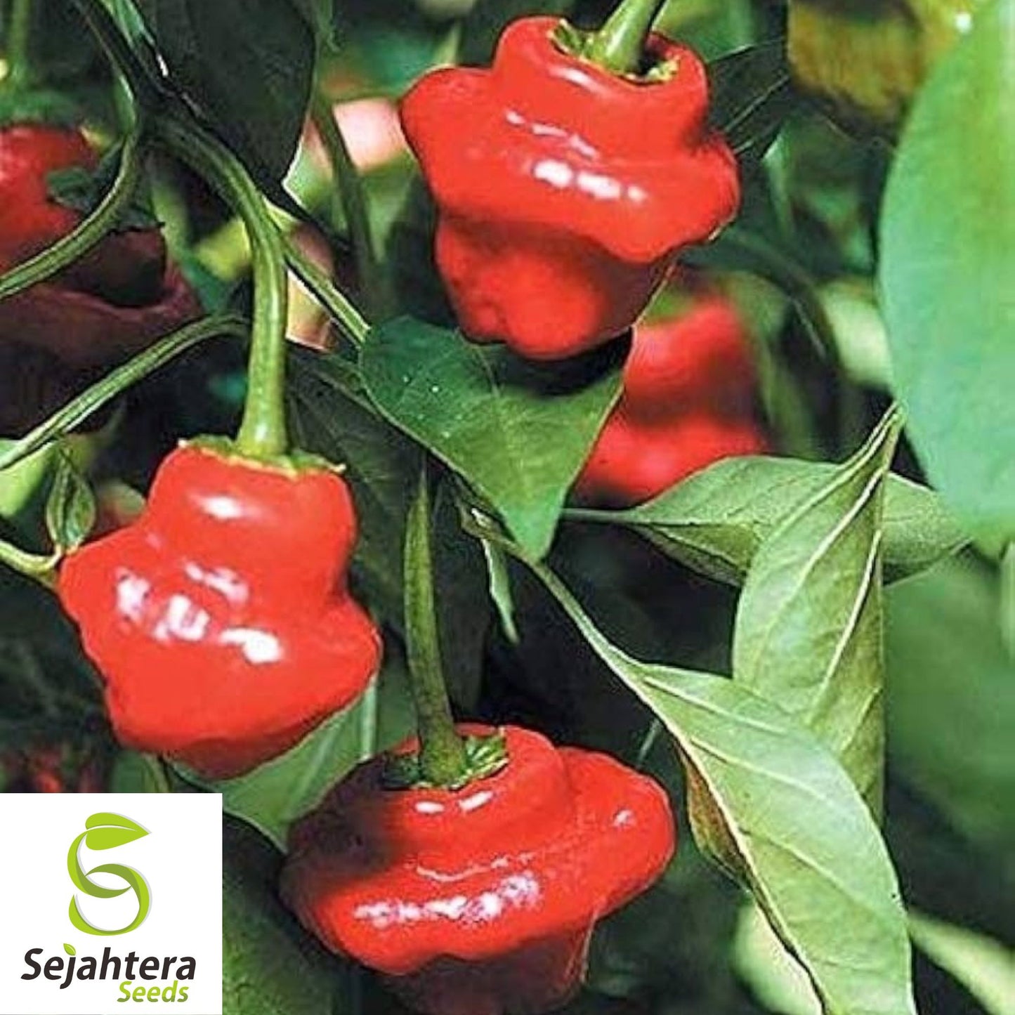 20 Jamaican Red Mushroom Pepper Seeds - Non-GMO, Spicy & Unique Variety