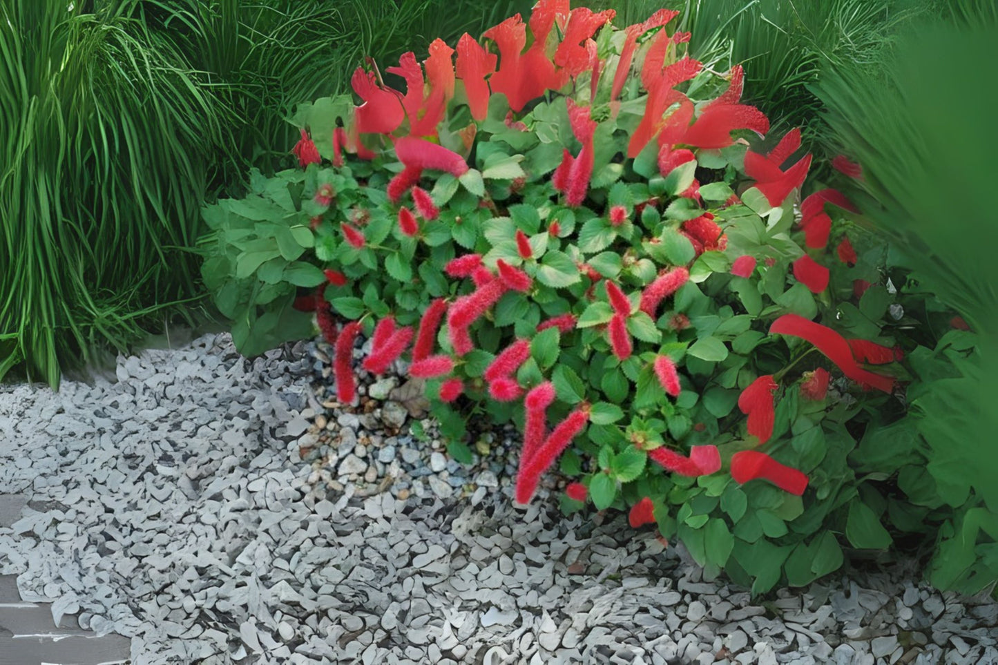 Dwarf Chenille Plant 4” Pot - Acalypha pendula 'Strawberry Firetails' - Trailing Red Blooms - Easy Care Indoor Houseplant