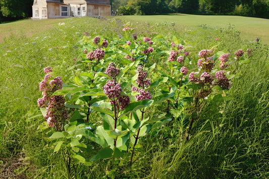 Common Milkweed (Asclepias syriaca)