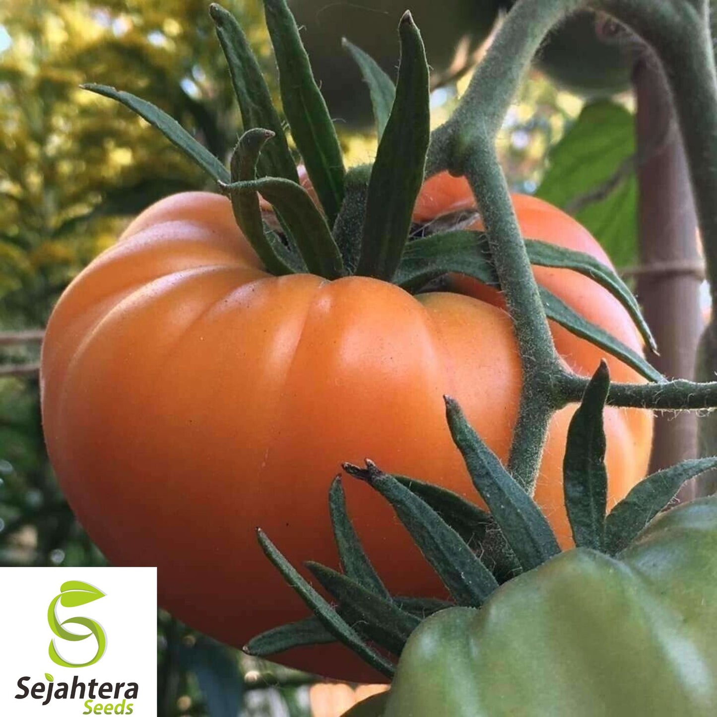 30+ Kellogg’s Breakfast Tomato Seeds - Heirloom, Organic, Non-GMO, Rare & Juicy