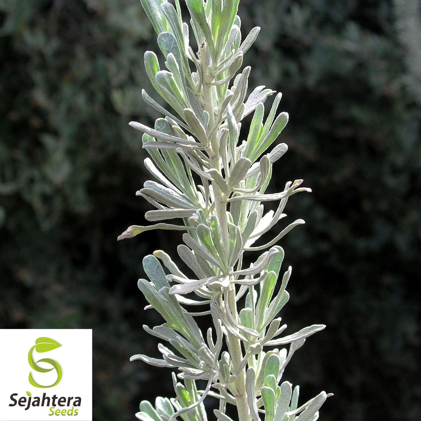 220 Smudging Sage Seeds {Artemisia tridentata Vaseyana} Big Mtn. White Sage