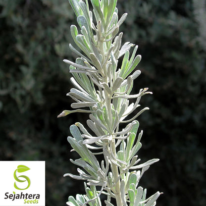 220 Smudging Sage Seeds {Artemisia tridentata Vaseyana} Big Mtn. White Sage