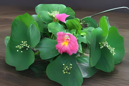 Pink Costus Ginger Rhizome - 2 Pack - African Princess Variety - Costus woodsonii - Tropical Exotic Plant for Garden