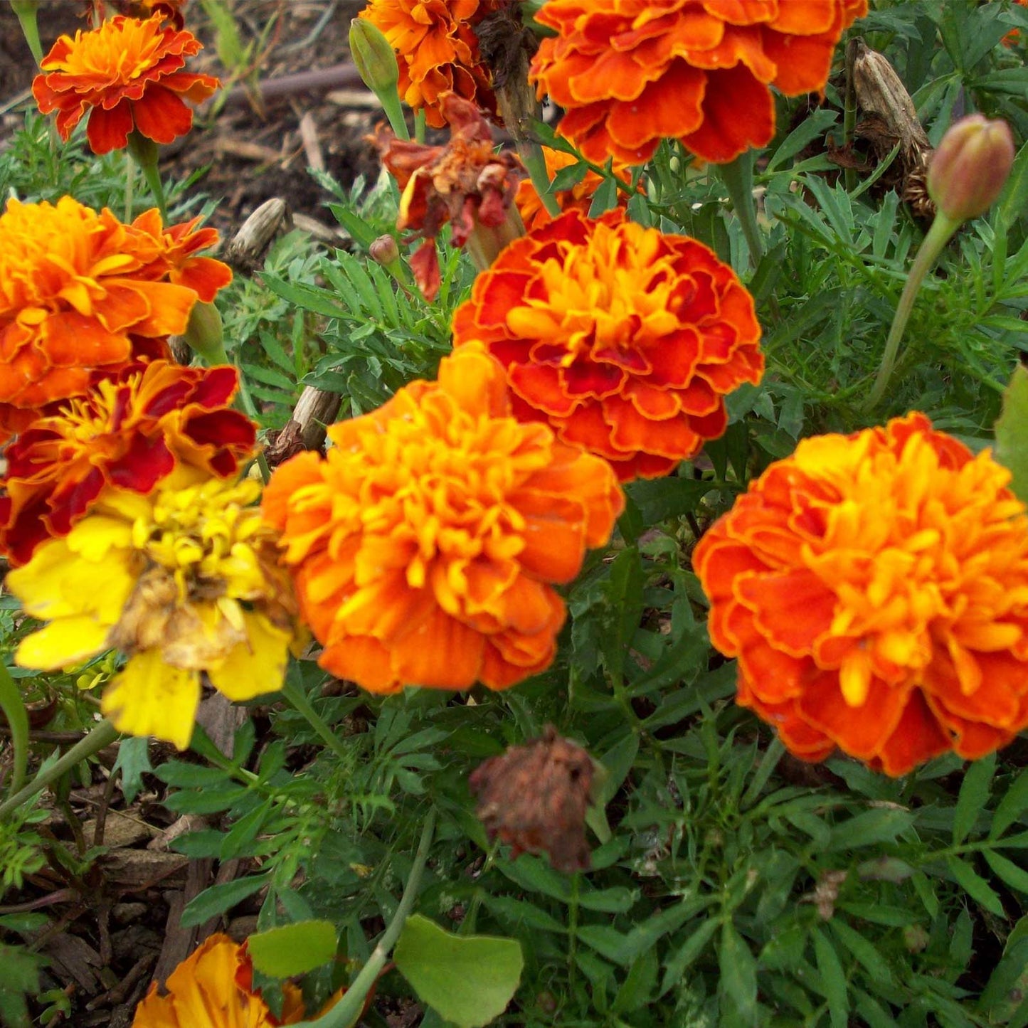 Petite Mixture French Marigold 500 mg Seeds For Planting