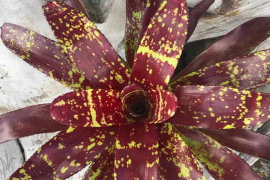 Neoregelia Plant 6" Pot, Paprika Variety, Vivid Burgundy Foliage with Yellow Splotches, Neoregelia spp.