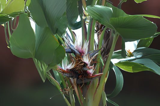 White Bird of Paradise Plant - Starter Plug - Strelitzia Nicolai - Lush Green Tropical Indoor Houseplant - Large Leaves