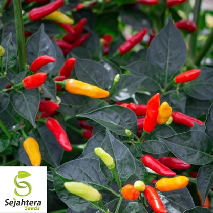 25+ Big Jim Hot Pepper Seeds - Heirloom, Capsicum Anuum, USA Vegetable