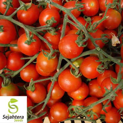 100+ Small Red Cherry Tomato Seeds - Non-GMO, Heirloom & Sweet Variety