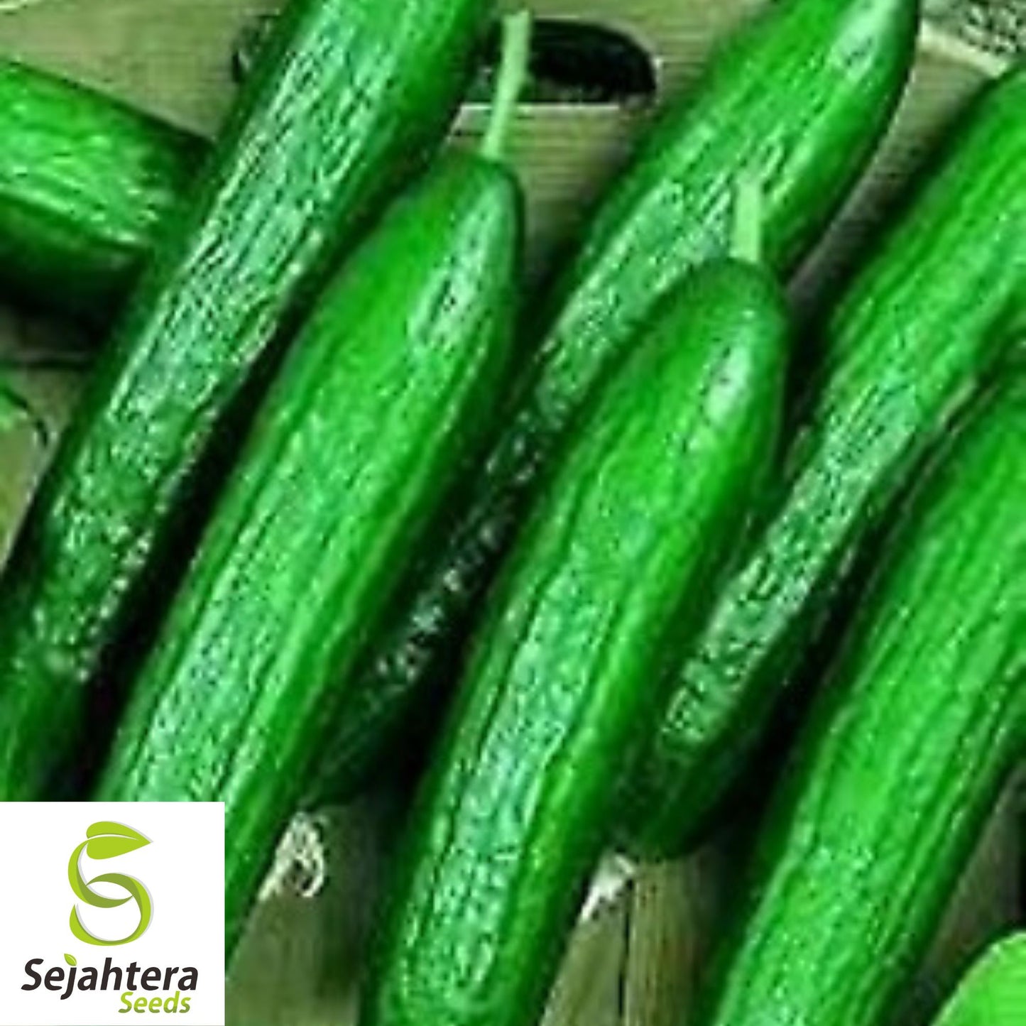 Beit Alpha Cucumber Seeds - 25+ Heirloom, Organic, Non-GMO & Crisp