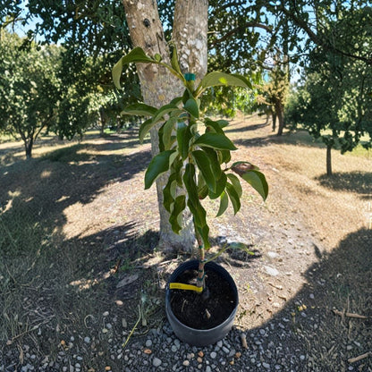 Beta Avocado Tree – Persea americana  Grafted Live Avocado Tree | 1 Gallon Pot Type B Flowering • Florida Variety • Mid-Season Producer