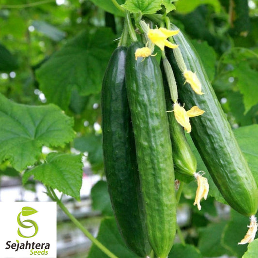 50+ Muncher Cucumber Seeds - Heirloom, Non-GMO & Sweet Snacking Variety