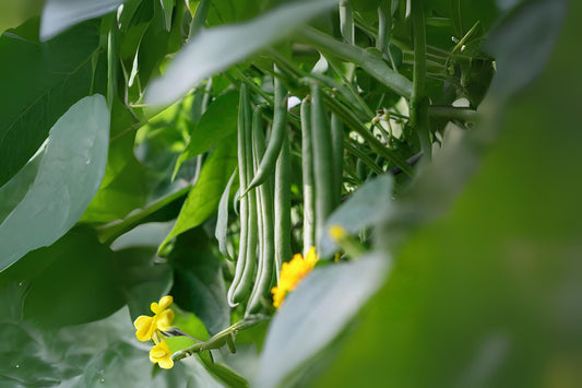 Provider Bush Beans (Phaseolus vulgaris 'Provider')