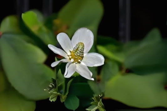 Yerba Mansa Seeds (20 Seeds) - Anemopsis californica - Lizard Tail Herb - Free Shipping on $35+ Orders