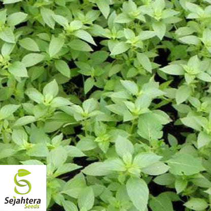 200 Lemon Basil Seeds - Non-GMO, Citrus-Scented Herb Variety