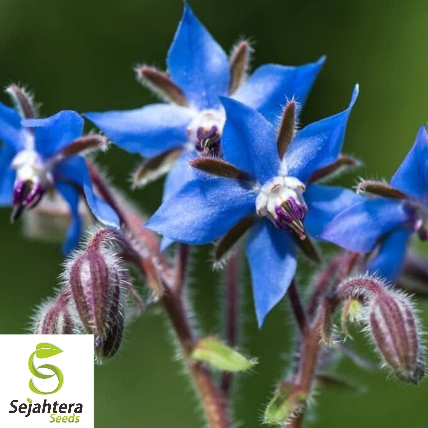 Borage Seeds 100 Ct | Common Herb & Deer-Resistant Flower NON-GMO USA