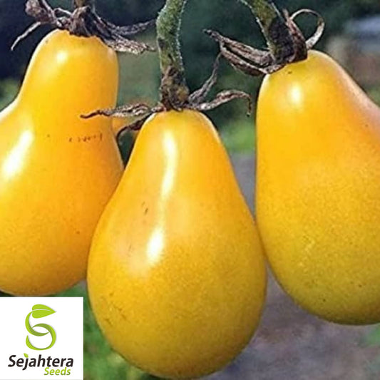 Yellow Pear Tomato Seeds - 120+ Heirloom, Organic, Non-GMO & Sweet