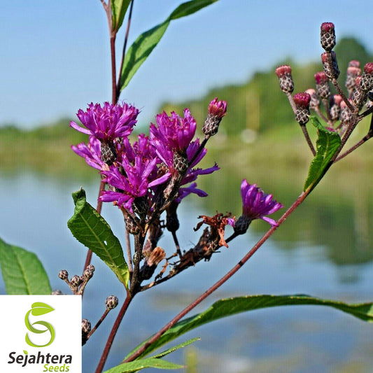 100+ Ironweed Seeds - Vernonia fasciculata, Medicinal Herb, Purple Wildflower