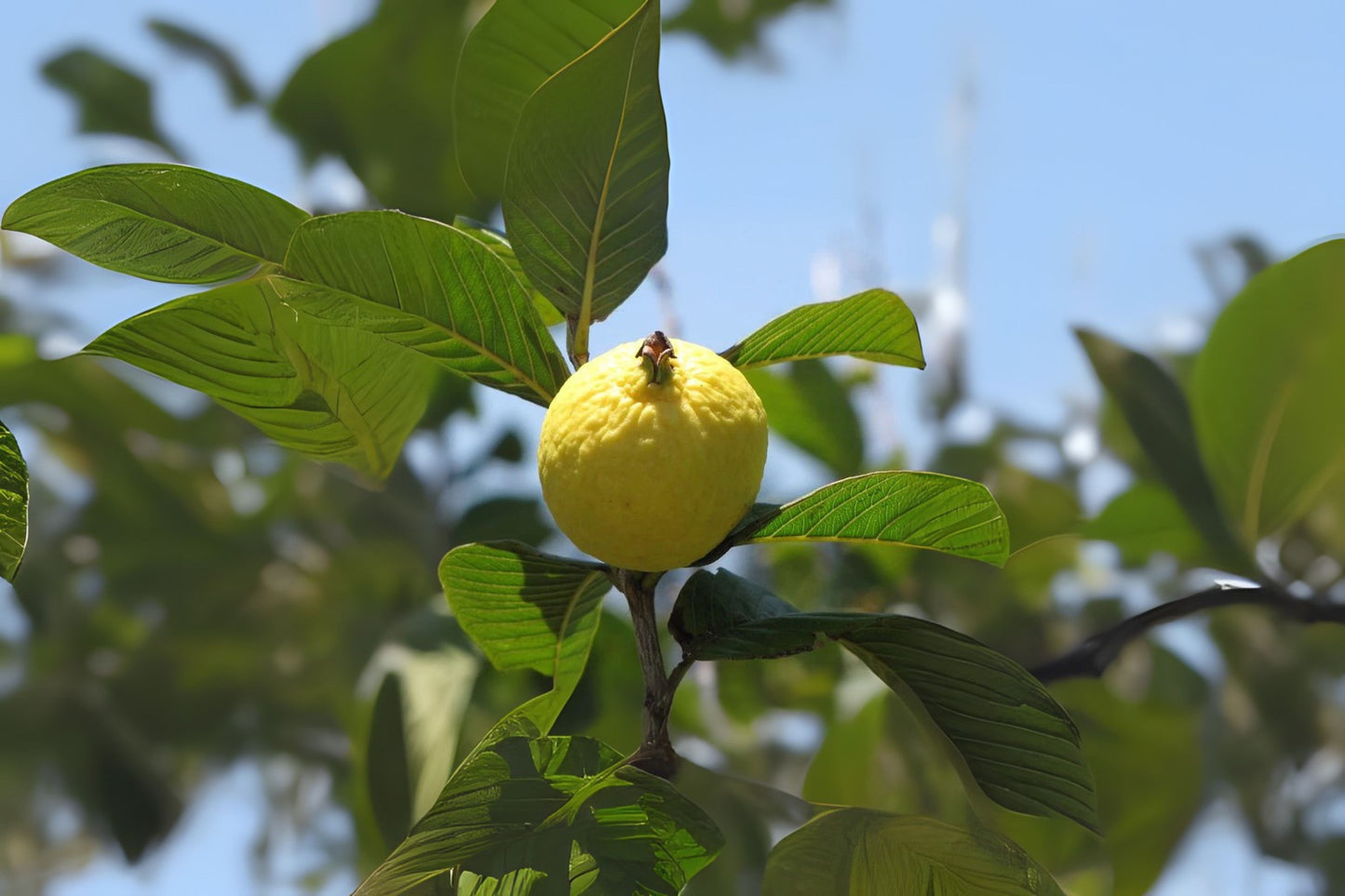 Lemon Guava Seeds 10 Pack - Organic Psidium guajava, Yellow Guava, Tropical Fruit Seeds for Home Gardening